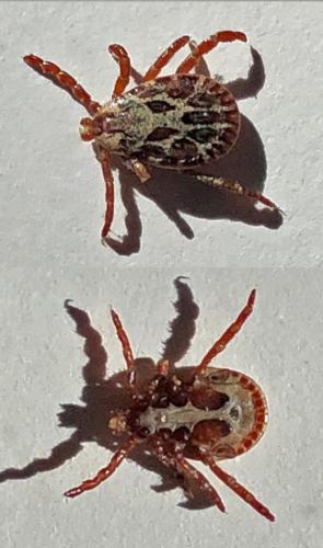 Dermacentor marginatus